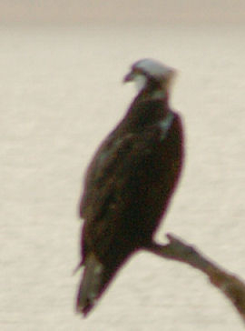 tori005.jpg