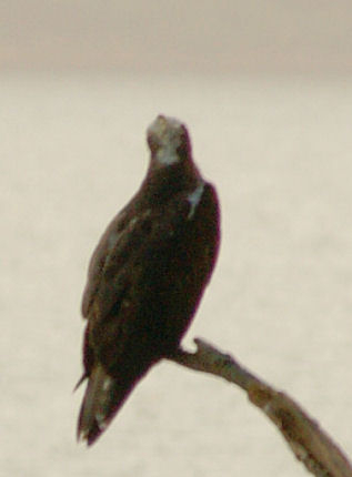 tori006.jpg