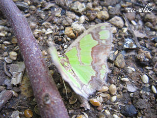 IMG_6667-1.JPG
